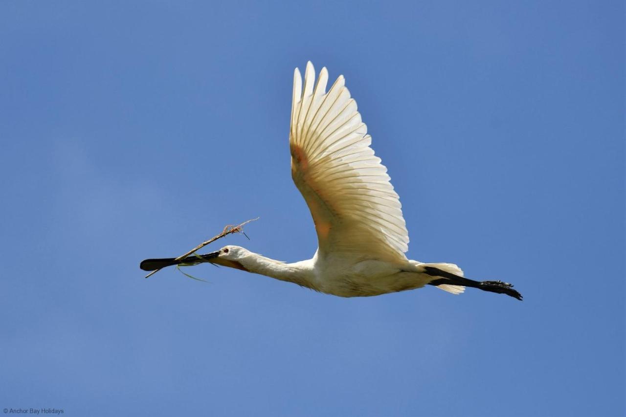 Spoonbill Cottage Filey Exteriör bild